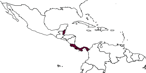 map of Hydrophylita neusae     Querino & Pinto